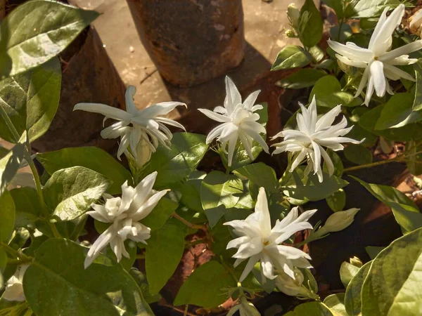 closeup view of star jasmine plant for multipurpose use of projects