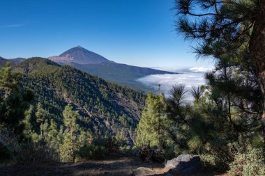 Tenerife, İspanya 'daki güneşli yaz gününde önümüzde uzanan volkan el teide ağaçları ve ormanlarının manzarası.