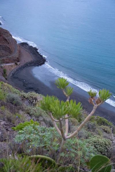 Siyah kum doğal plajı sörfçülerle ve şafak vakti İspanya 'nın Tenerife Adası' nda bitkilerle dolu.