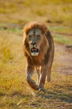 Güzel ve büyük erkek aslan (Panthera leo), görkemli yürüyüş vahşi Afrika bush gerçek bir kral.
