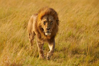 Güzel ve büyük erkek aslan (Panthera leo), görkemli yürüyüş vahşi Afrika bush gerçek bir kral.