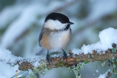 Willow tit in a cold winter