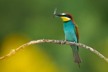 Avrupalı arı yiyici, Merops apiaster, gagasında bir yusufçuk ile