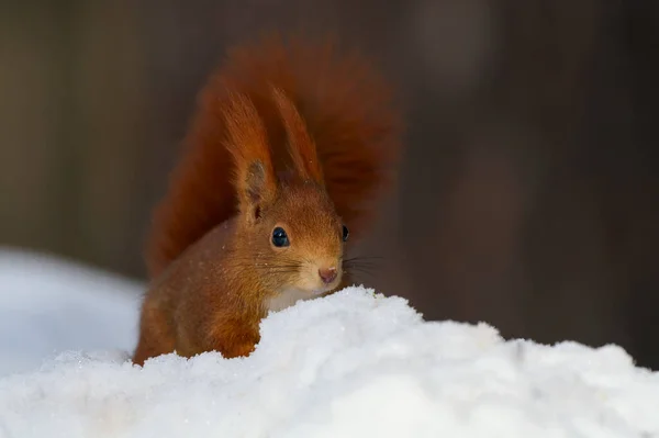 Rotes Eichhörnchen Sciurus Vulgaris Sitzt Schnee Den Bergen — Stockfoto
