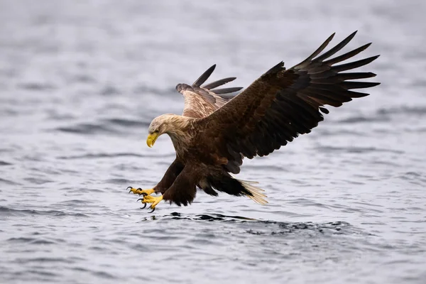White Tailed Sea Eagle Flight Scientific Name Haliaeetus Albicilla Very — Stockfoto