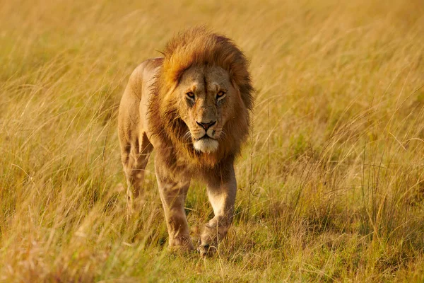 美丽而巨大的雄狮 Panthera Leo 一个真正的国王 庄严地走在非洲的丛林里 — 图库照片