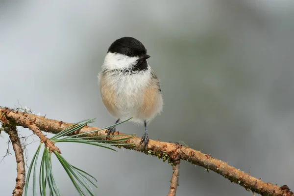 Willow Tit Photographed Cold Winter — Zdjęcie stockowe