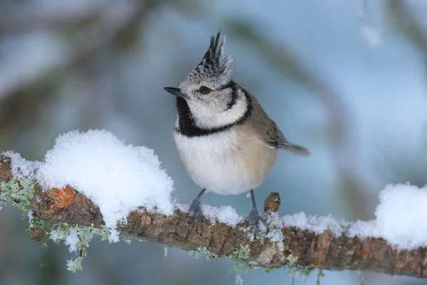 Beautiful European Crested Tit Photographed Winter Snowy Environment — Stock Photo, Image