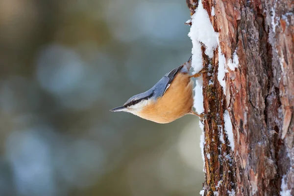 Avrupa Bir Karla Kaplı Ağaç Gövdesinde Kışın Tünemiş Sıvacı Kuşu — Stok fotoğraf