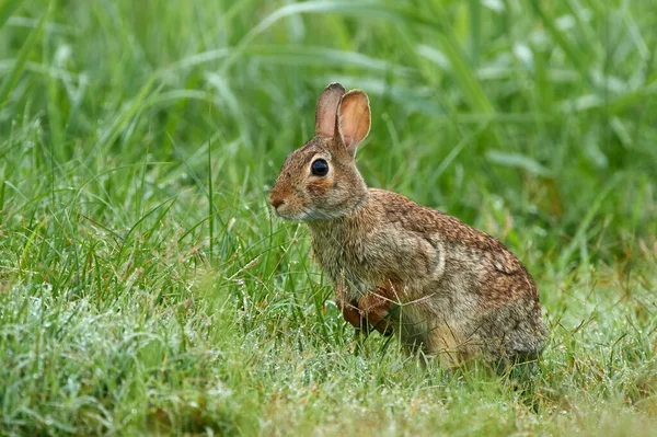 Eastern Cottontail Sylvilagus Floridanus Most Common Rabbit Species North America Obrazy Stockowe bez tantiem