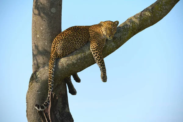 Młody Lampart Panthera Pardus Drzewie Afrykańskim Parku Zdjęcia Stockowe bez tantiem