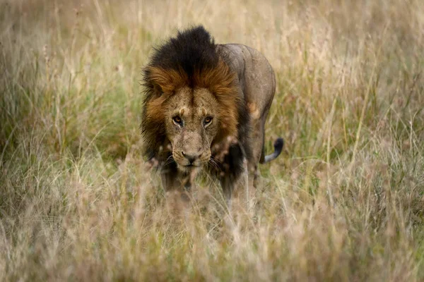 Piękny Ogromny Lew Panthera Leo Prawdziwym Królem Majestatycznie Spaceru Krzak Obrazek Stockowy