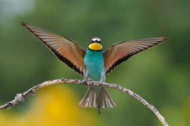 Beautiful European Bee-eater with open wings while landing.