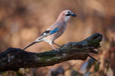 Avrasya alakarga kuşu (