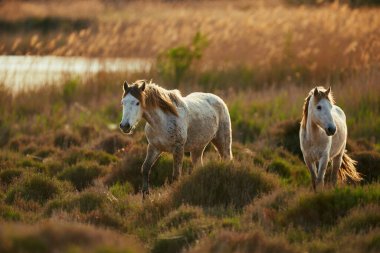 Camargue iki genç at serbestçe otlatmak