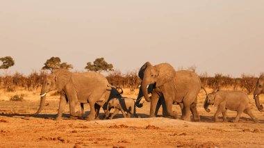 Afrika savanasında bir fil sürüsü (Loxodonta africana) büyük bir su birikintisine su içmeye gider..