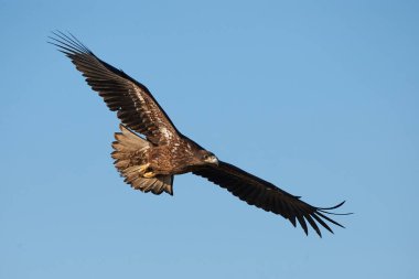 Büyük ve görkemli beyaz kuyruklu kartal (Haliaeetus albicilla) uçuşta yaklaşır.