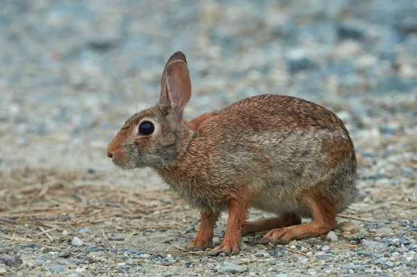 东部棉尾 Sylvilagus Floridanus 是北美洲最常见的兔子种类 — 图库照片
