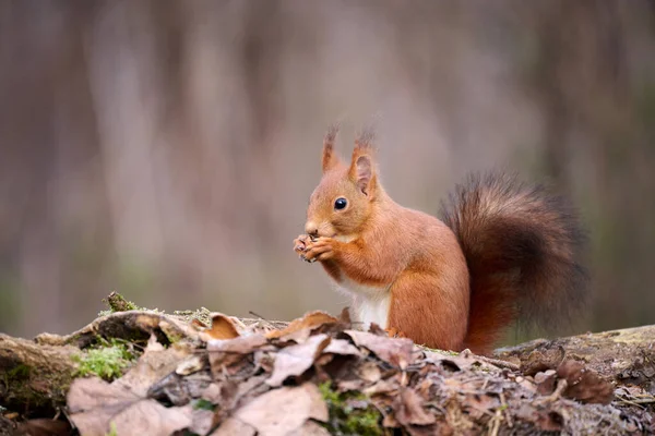 Das Europäische Rote Eichhörnchen Sciurus Vulgaris Ist Ein Nagetier Aus — Stockfoto
