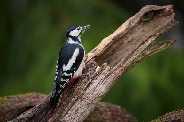 Buntspecht Hockt Auf Einem Ast — Stockfoto