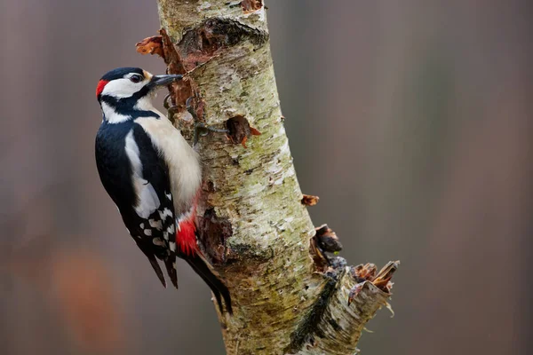 Great Spotted Woodpecker Perched Tree Branch — Stock Photo, Image