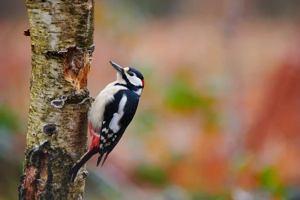 Great Spotted Woodpecker Perched Tree Branch — Stock Photo, Image