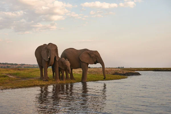 Vacker Safari Jag Fotograferade Tre Afrikanska Elefanter Medan Dricka Längs — Stockfoto