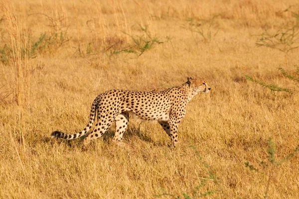 Beautiful Cheetah Acinonix Jubatus Walking African Savannah — Stock Photo, Image