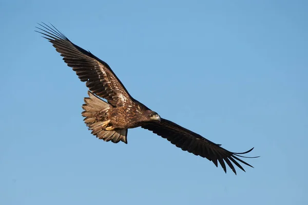 Großer Und Majestätischer Seeadler Haliaeetus Albicilla Nähert Sich Flug — Stockfoto