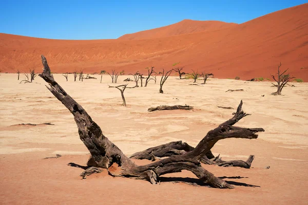 Beau Paysage Dans Désert Namibien Deadvlei — Photo