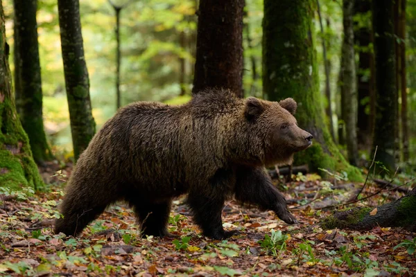 Barnamedve Élelmet Keres Egy Európai Erdőben Ősszel Készült Kép — Stock Fotó