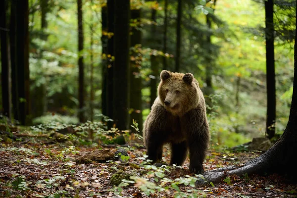 Niedźwiedź Brunatny Szuka Jedzenia Lesie Europejskim Zdjęcie Zrobione Jesienią — Zdjęcie stockowe