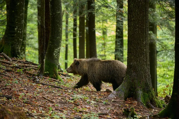 Medvěd Hnědý Hledá Potravu Evropském Lese Obrázek Pořízený Podzim — Stock fotografie