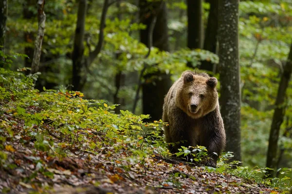 Brunbjörnen Letar Efter Mat Europeisk Skog Bild Tagen Hösten — Stockfoto