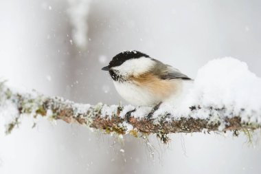 Willow tit under a snowfall in a cold winter