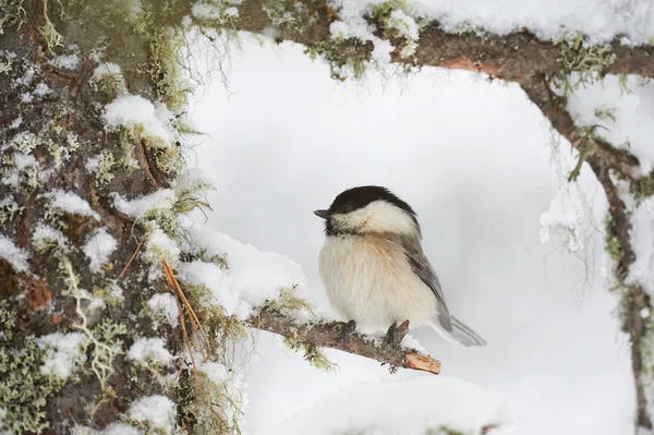 Willow Tit Snowfall Cold Winter — Stock fotografie