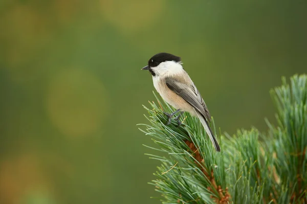 Beautiful Willow Tit Poecile Montanus Photographed Branch — Stok Foto