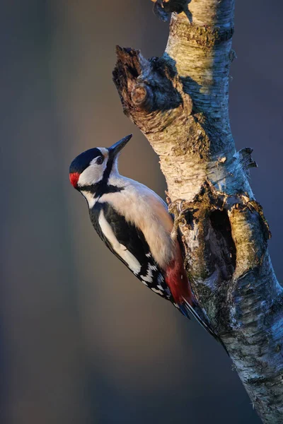 Great Spotted Woodpecker Dendrocopos Major Perched Birch Branch — Stock Photo, Image