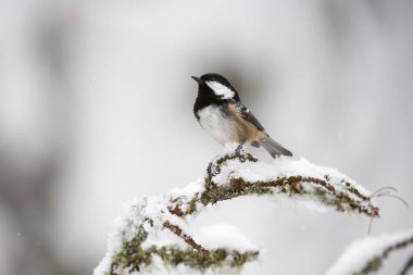 Beautiful coal tit (Periparus ater) in the snow in winter