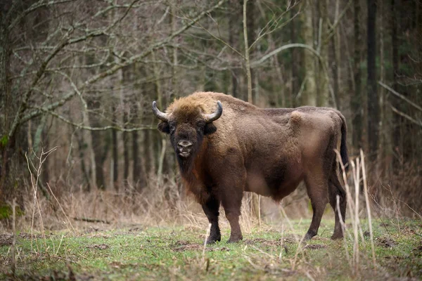 European Bison Majestic Wildlife Portrait Its Natural Habitat Perfect Nature — Stock Photo, Image