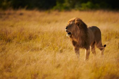 Güzel ve büyük erkek aslan (Panthera leo), görkemli yürüyüş vahşi Afrika bush gerçek bir kral.
