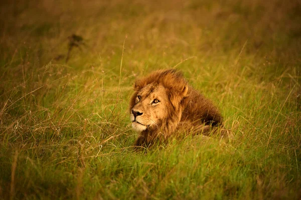 Beau Lion Mâle Couché Dans Herbe Illuminé Par Merveilleuse Lumière — Photo