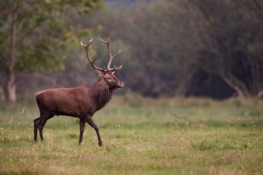 Erkek Kızıl geyik (Cervus elaphus), kükreyen mevsimde ormanın kenarında yürür..