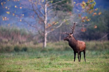 Erkek Kızıl geyik (Cervus elaphus), kükreyen mevsimde ormanın kenarında yürür..