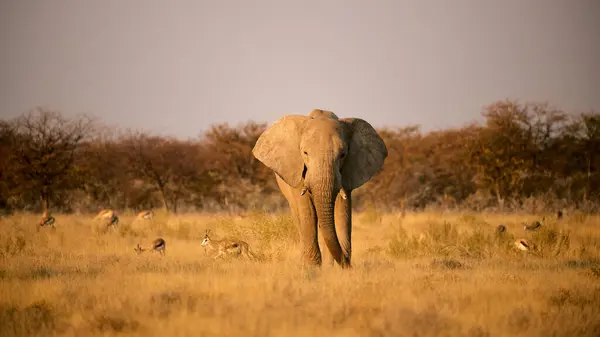 下午晚些时候 在纳米比亚的大草原上 一头大象被羚羊簇拥着散步 — 图库照片