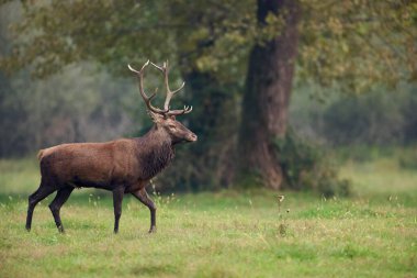 Erkek Kızıl geyik (Cervus elaphus), kükreyen mevsimde ormanın kenarında yürür..