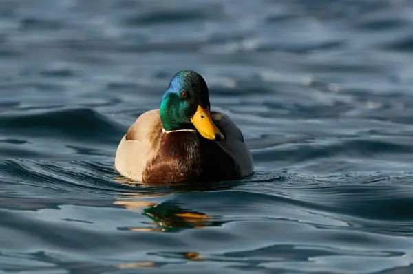 Capture the serene beauty of nature with this stunning image of a frontal view of a majestic Mallard duck gracefully gliding through the tranquil waters of a picturesque lake. The vibrant hues of its plumage contrast against the shimmering reflection