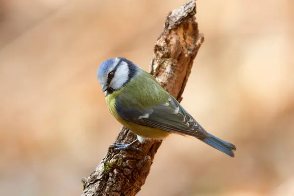 多彩的蓝山雀栖息在一棵树干 拍照水平 图库图片