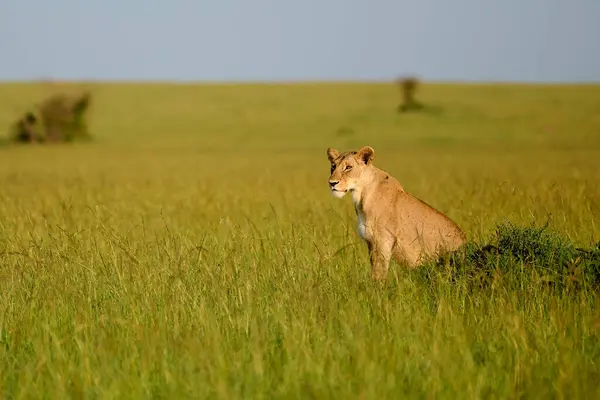 Eine Löwin Blickt Die Ferne Die Afrikanische Savanne Ein Moment Stockbild