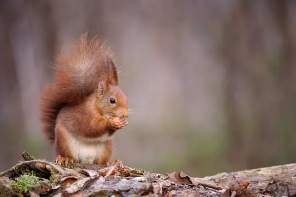 Das Europäische Rote Eichhörnchen Sciurus Vulgaris Ist Ein Nagetier Aus Stockbild
